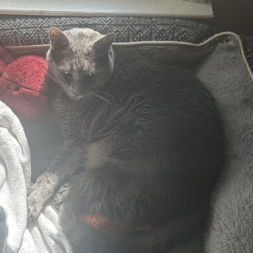 Guy Fieri, a Adoptable Domestic Short Hair in Columbus, GA image 1/2
