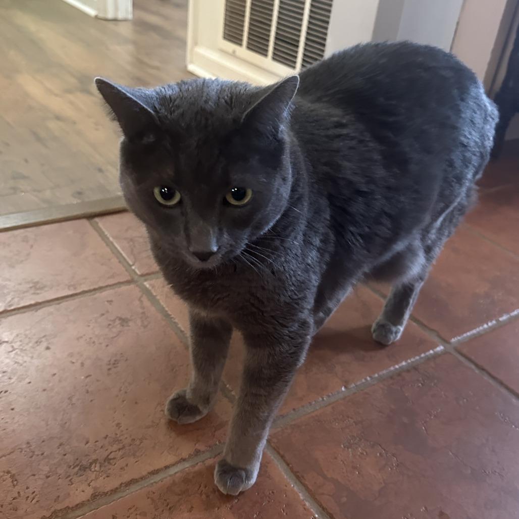 Guy Fieri, a Adoptable Domestic Short Hair in Columbus, GA image 2/2