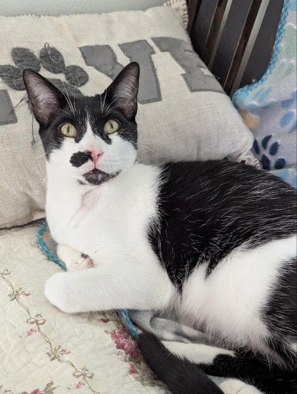 Hotch, Adoptable, Young Male Domestic Short Hair.
