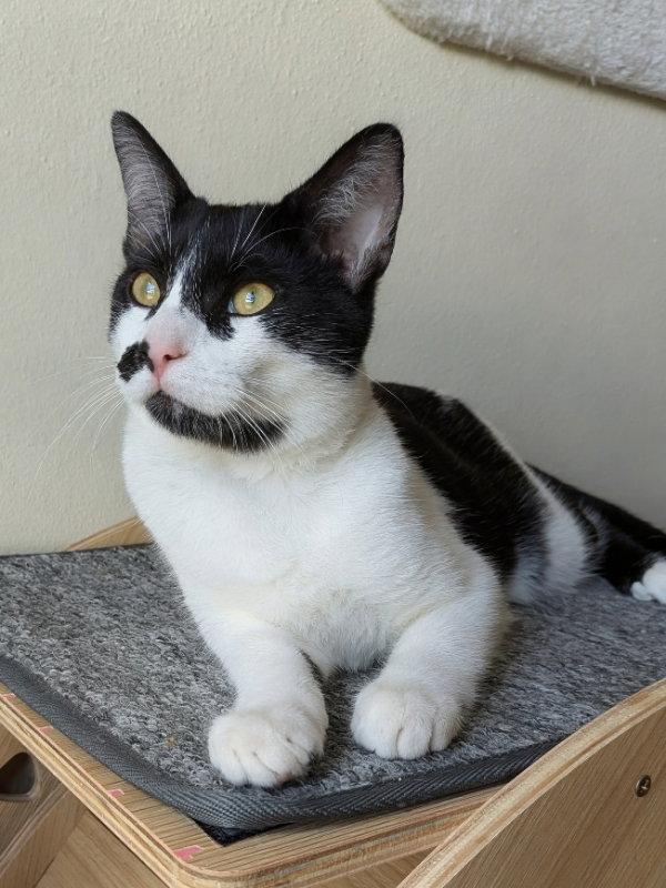 Enlarge Hotch, a Adoptable Domestic Short Hair in Ocala, FL image 2/3