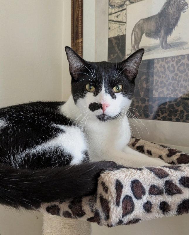 Enlarge Hotch, a Adoptable Domestic Short Hair in Ocala, FL image 3/3