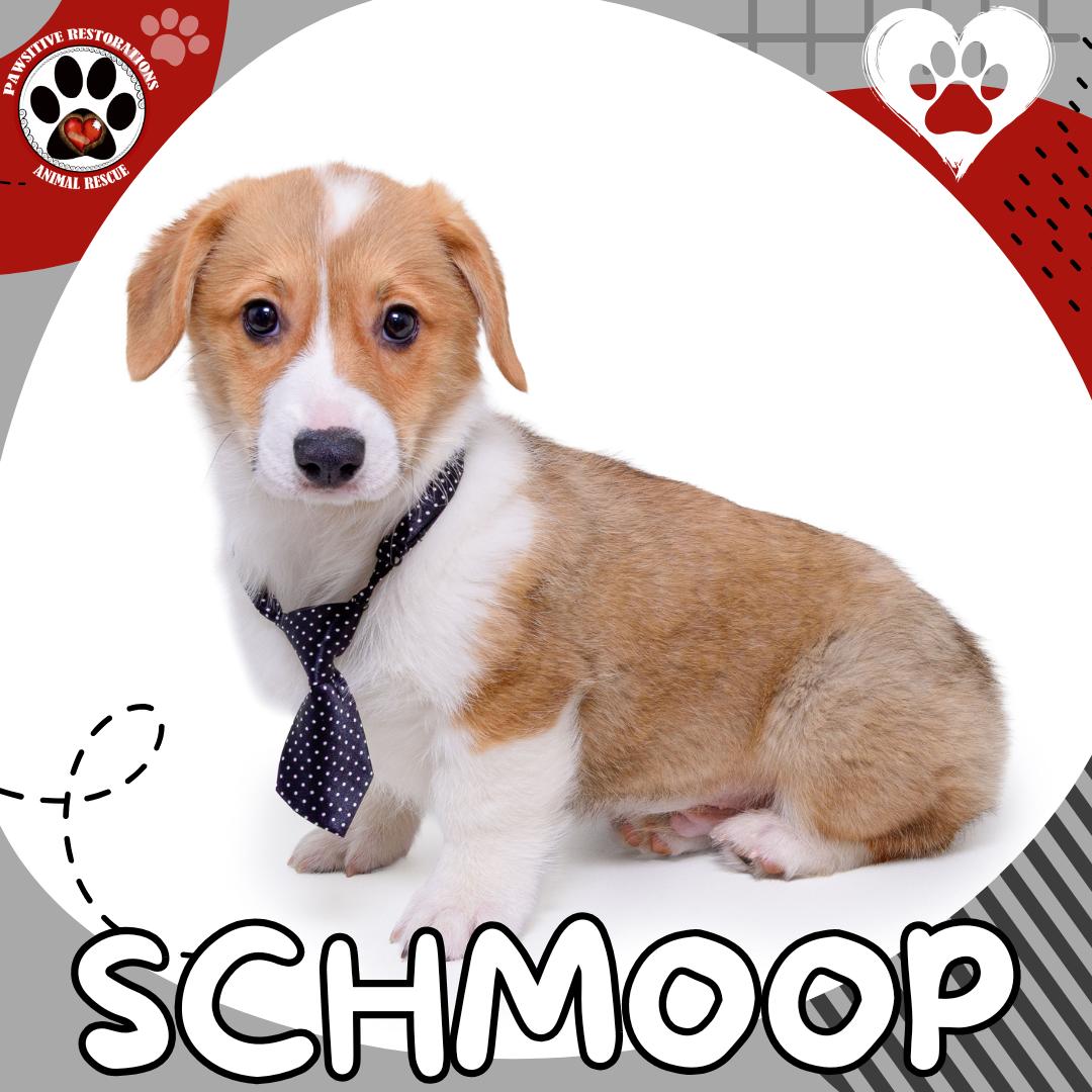 SCHMOOP!, Adoptable, Puppy Male Pembroke Welsh Corgi.