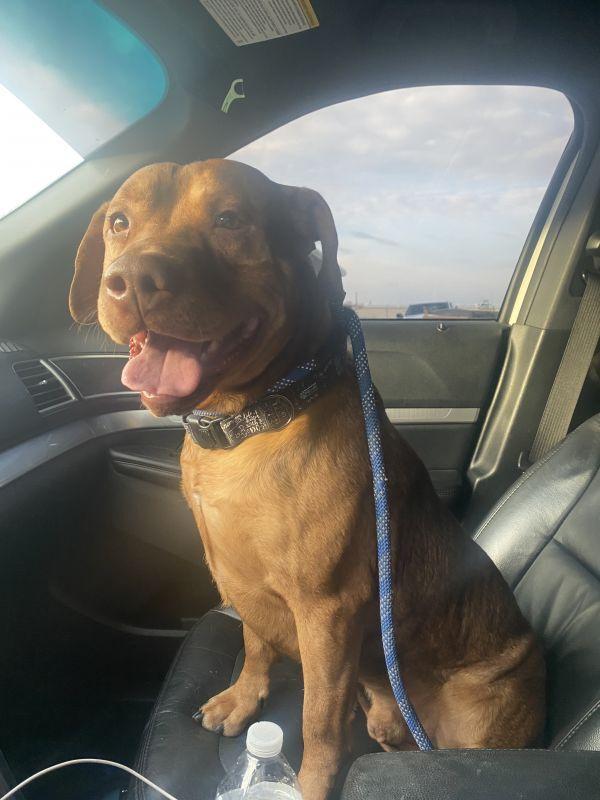 Enlarge Buster, a Adoptable Pit Bull Terrier in TULSA, OK image 2/6