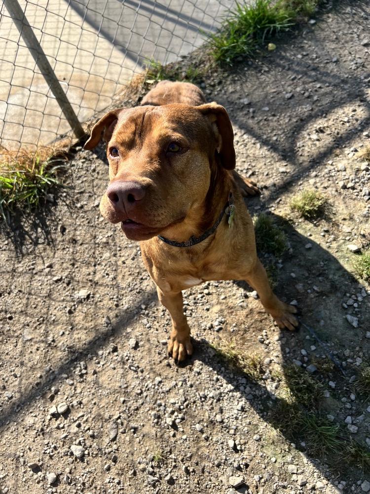 Enlarge Buster, a Adoptable Pit Bull Terrier in TULSA, OK image 4/6