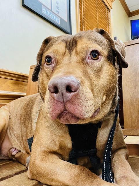 Enlarge Buster, a Adoptable Pit Bull Terrier in TULSA, OK image 6/6