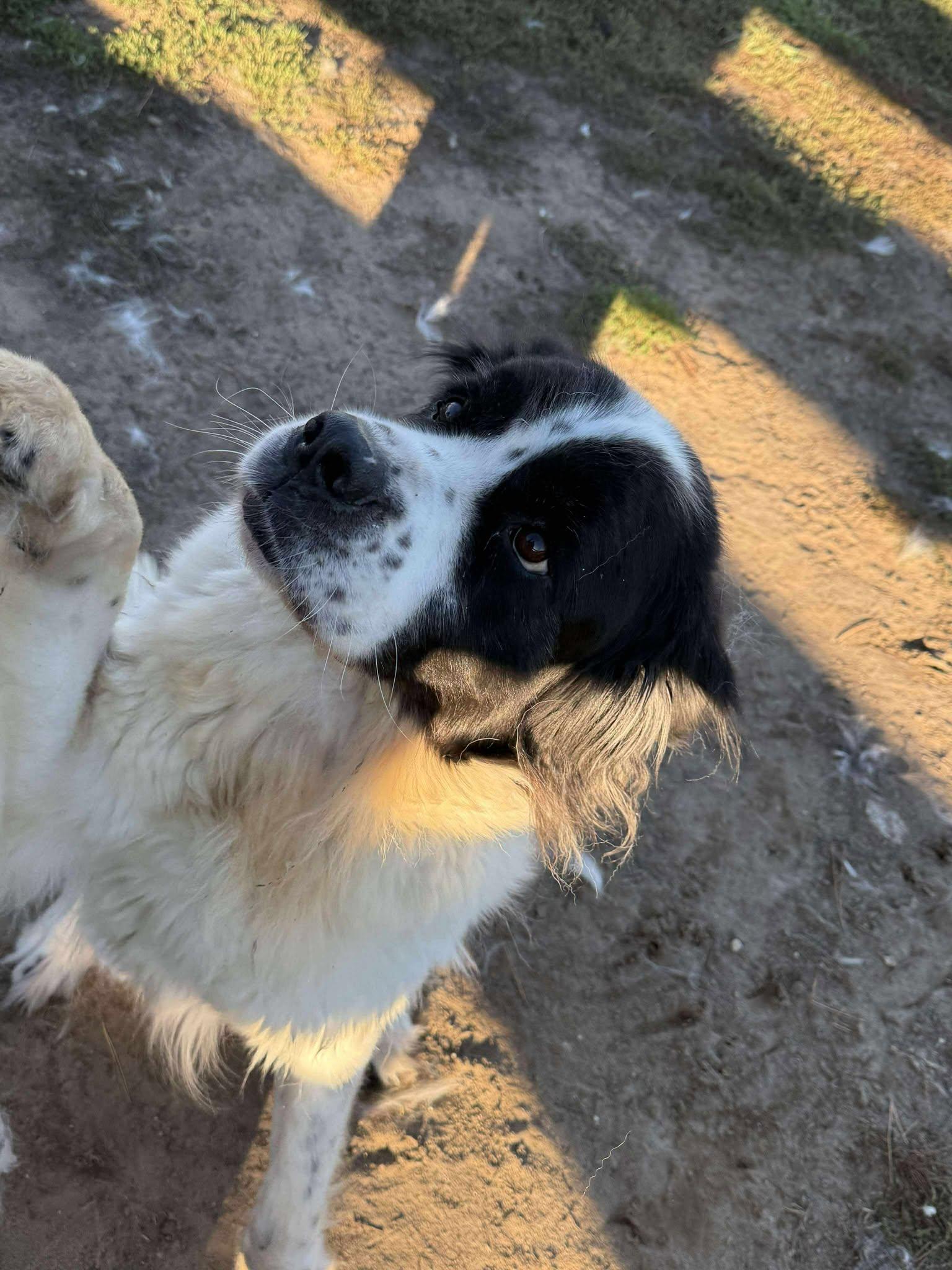 Lucy, an adoptable Newfoundland Dog in Lisle, ON image 2/3