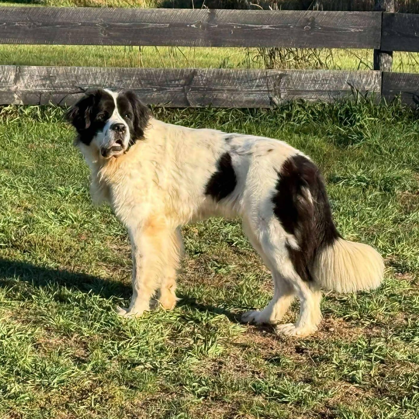 Lucy, an adoptable Newfoundland Dog in Lisle, ON image 1/3
