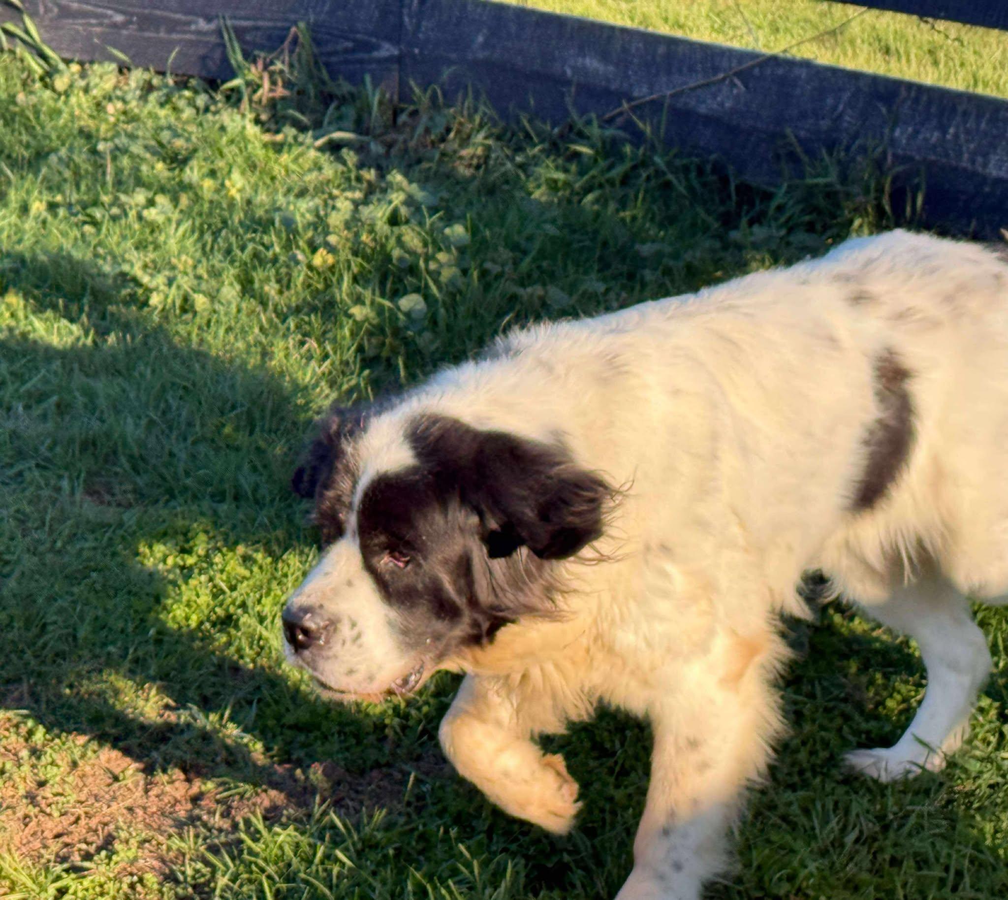 Lucy, an adoptable Newfoundland Dog in Lisle, ON image 3/3