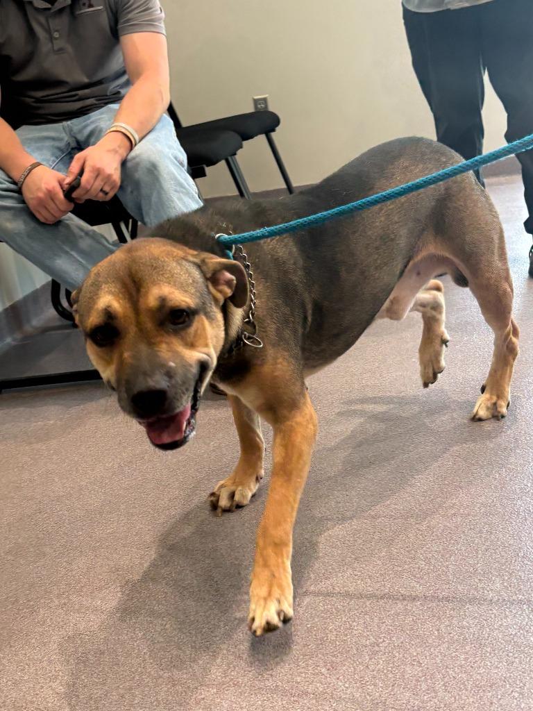 Charles, Adoptable, Adult Male Pit Bull Terrier & Shepherd.