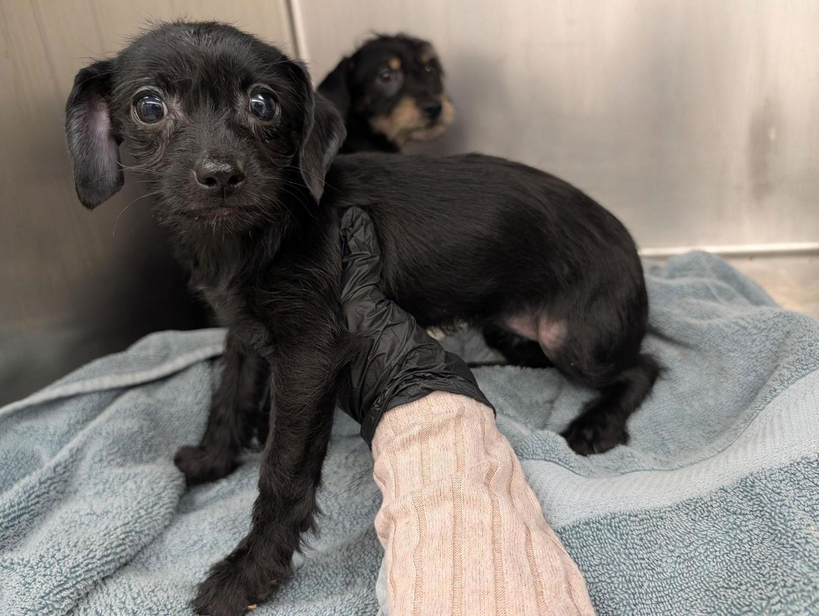 Lucy Ricardo, Adoptable, Puppy Female Dachshund.