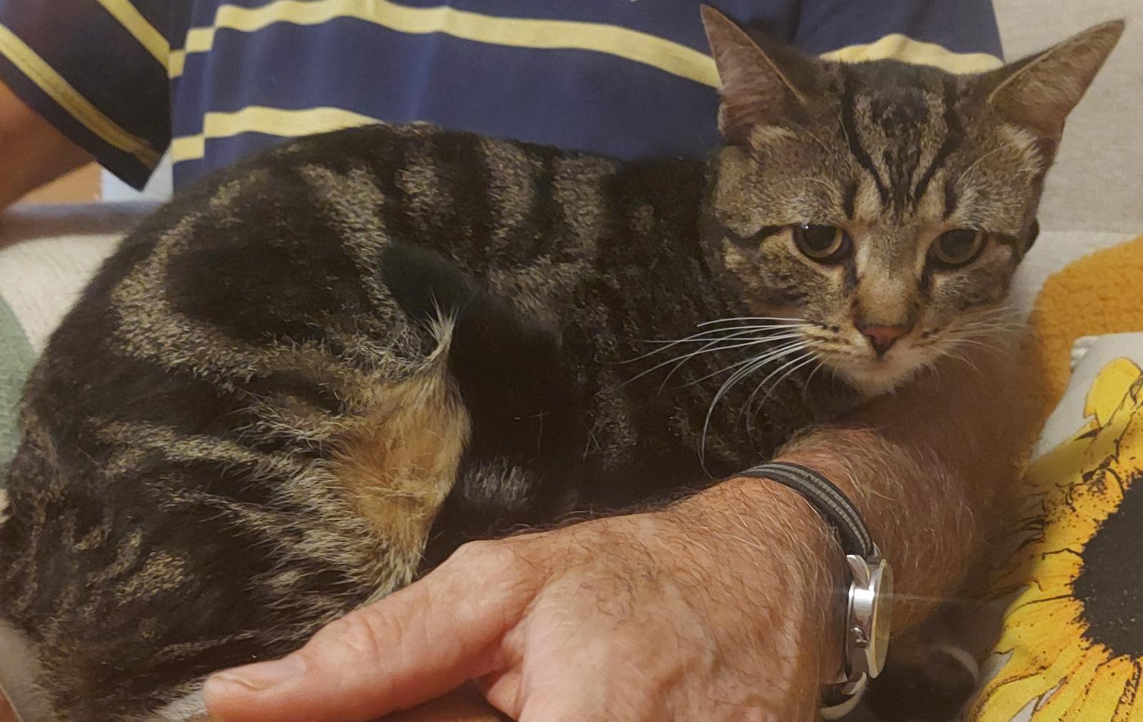 Bramble, a Adoptable Domestic Short Hair in Trexlertown, PA image 1/3