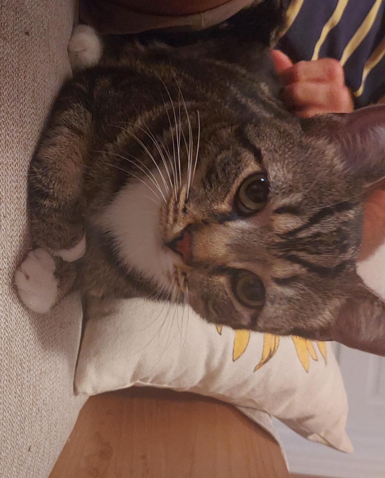 Bramble, a Adoptable Domestic Short Hair in Trexlertown, PA image 2/3