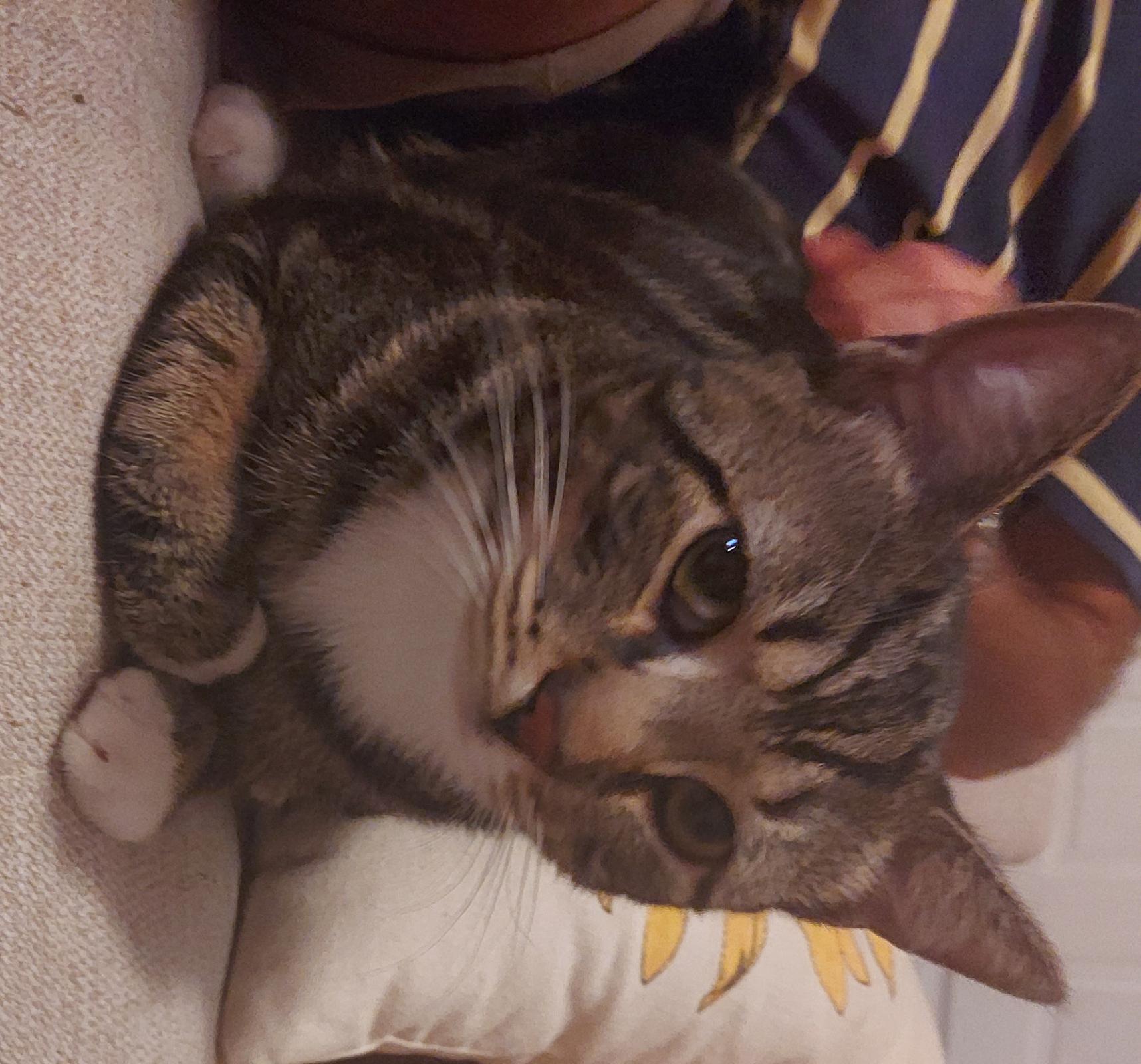 Bramble, a Adoptable Domestic Short Hair in Trexlertown, PA image 3/3