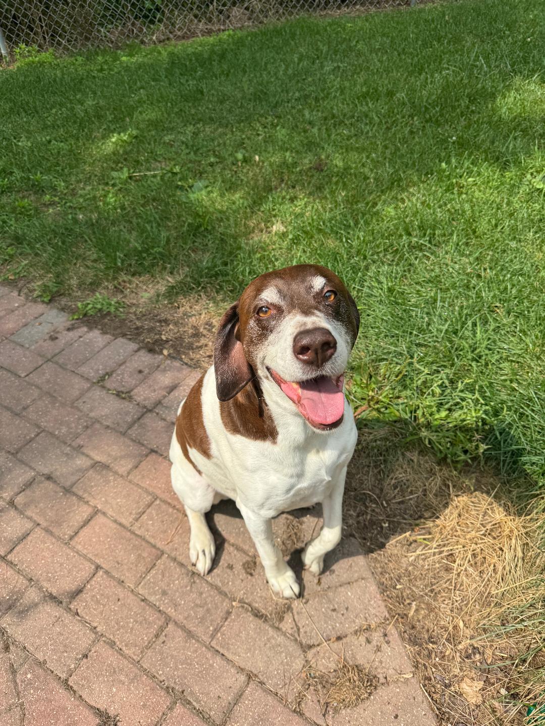 Jake, a Adoptable German Shorthaired Pointer image 1/3