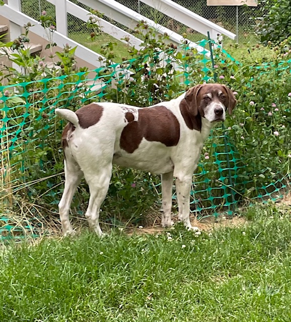 Jake, a Adoptable German Shorthaired Pointer image 2/3