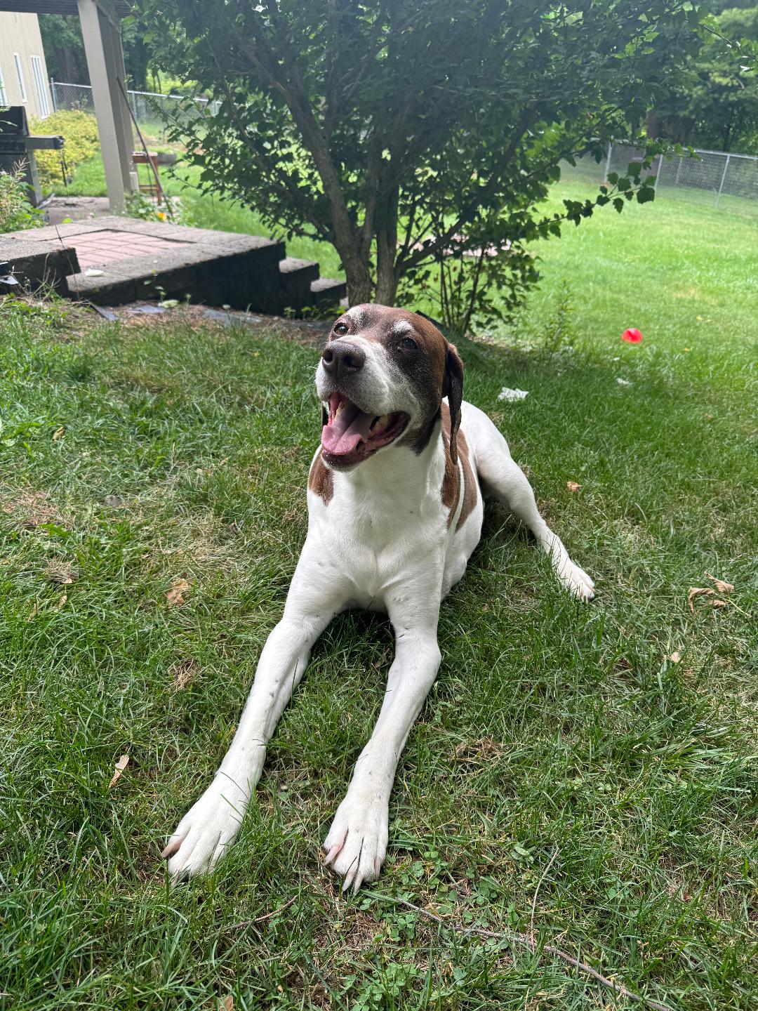 Jake, a Adoptable German Shorthaired Pointer image 3/3
