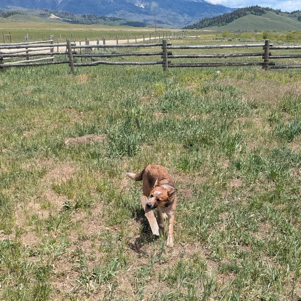 Enlarge ODIE, a ADOPTABLE Australian Cattle Dog / Blue Heeler in Pinedale, WY image 2/4