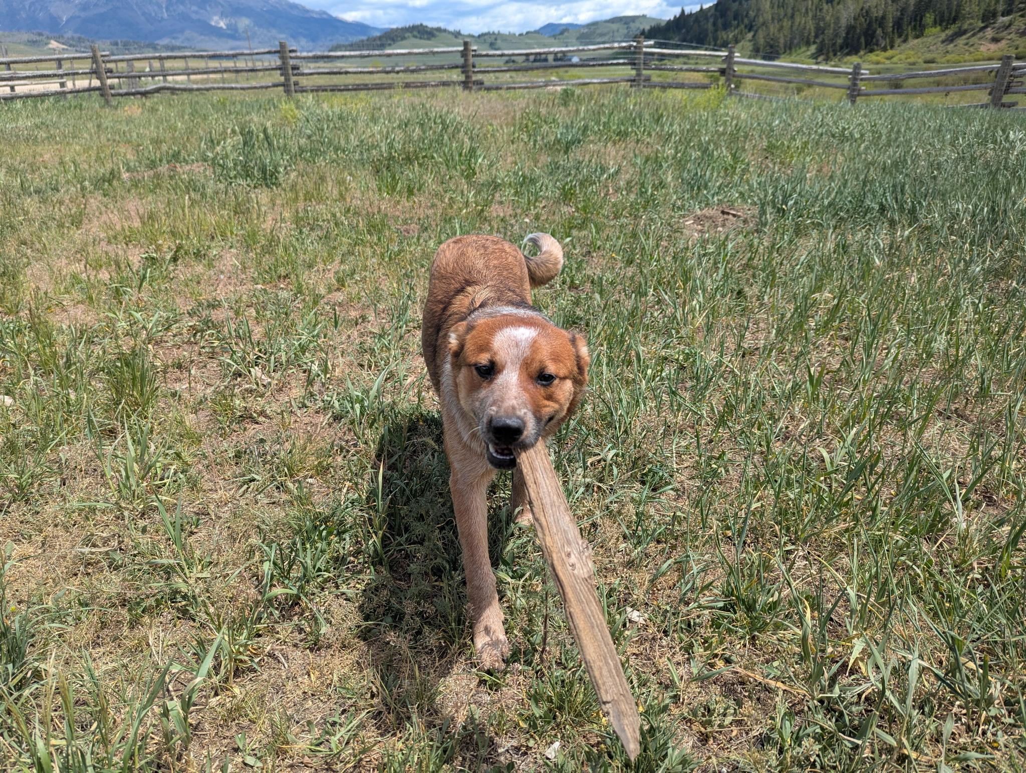 Enlarge ODIE, a ADOPTABLE Australian Cattle Dog / Blue Heeler in Pinedale, WY image 4/4