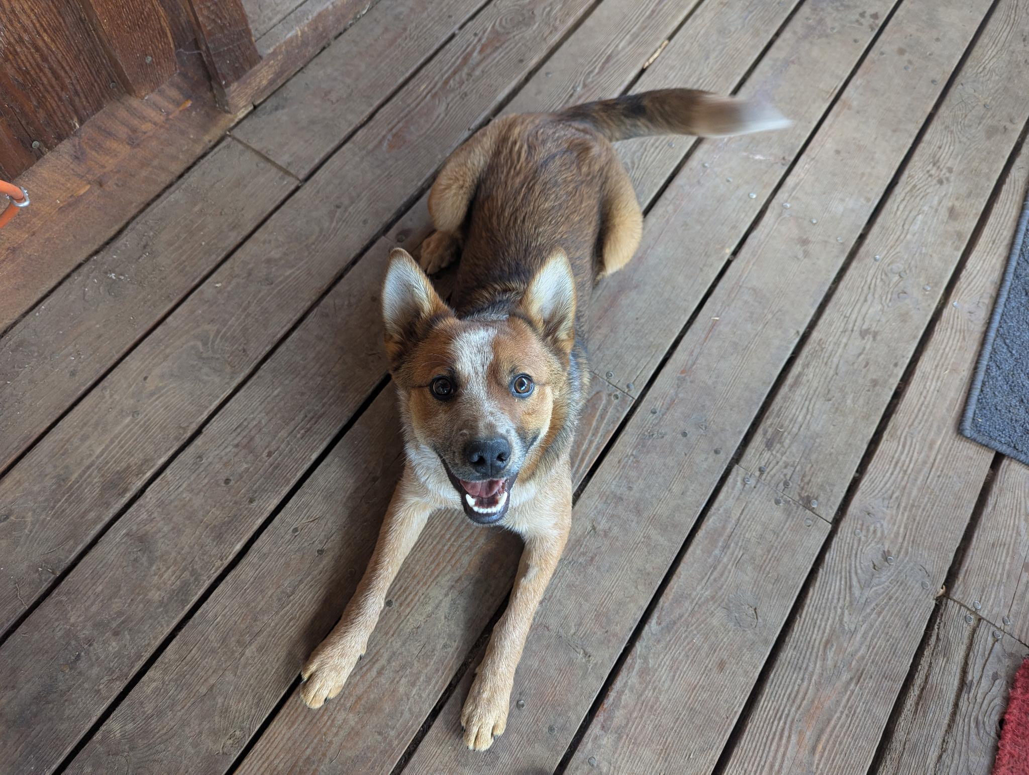 ODIE, ADOPTABLE, Puppy Male Australian Cattle Dog / Blue Heeler.