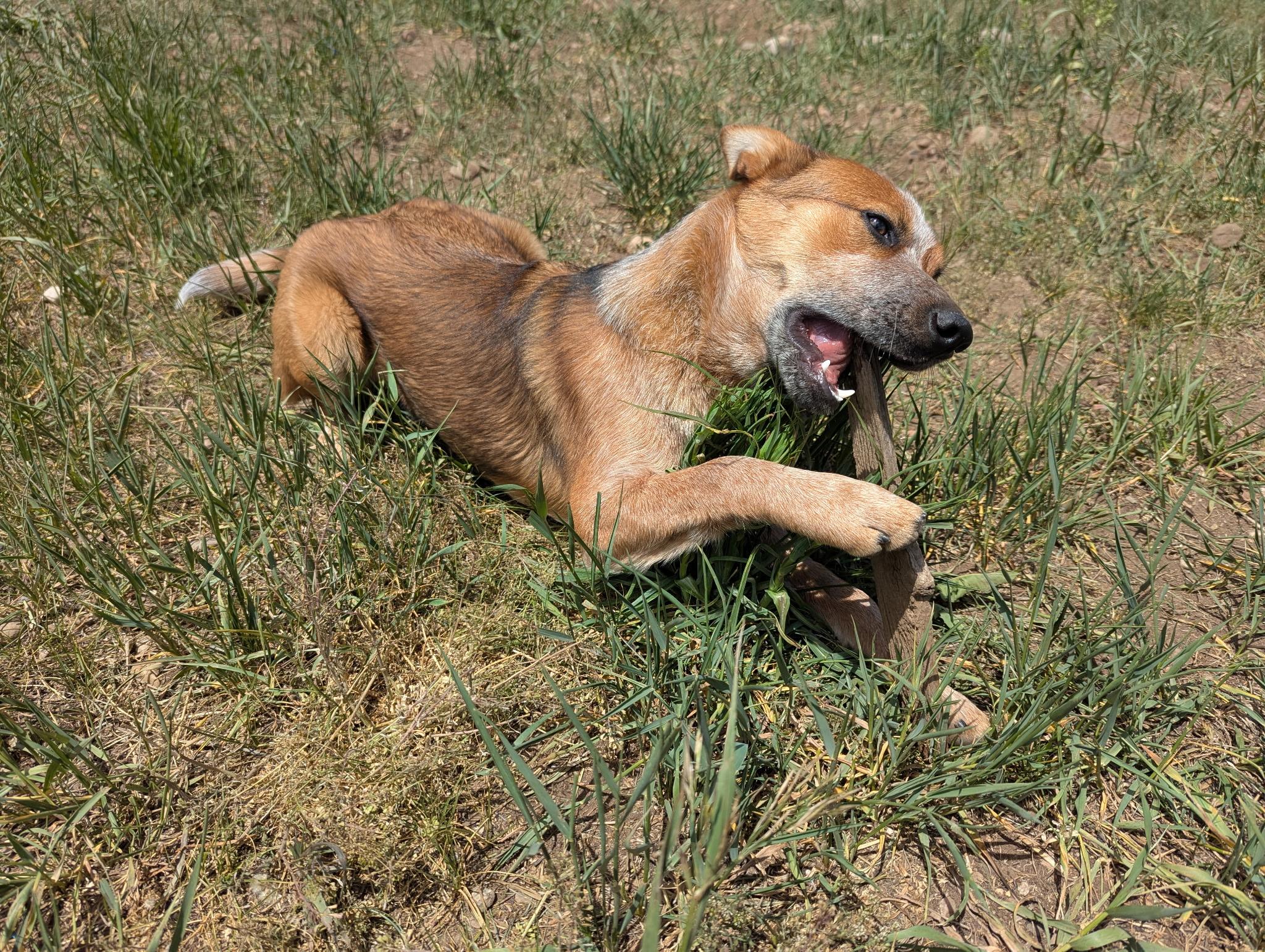 Enlarge ODIE, a ADOPTABLE Australian Cattle Dog / Blue Heeler in Pinedale, WY image 3/4