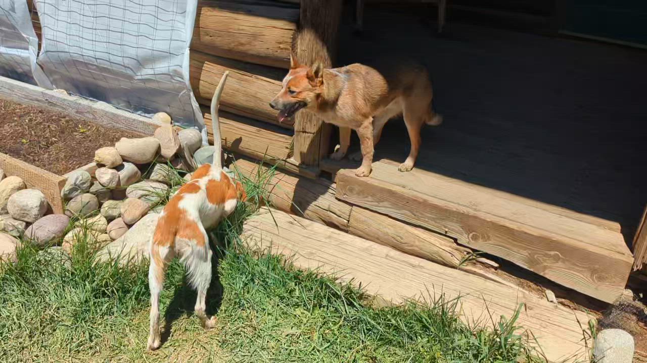 Enlarge ODIE, an adopted Australian Cattle Dog / Blue Heeler in Pinedale, WY video 2/6