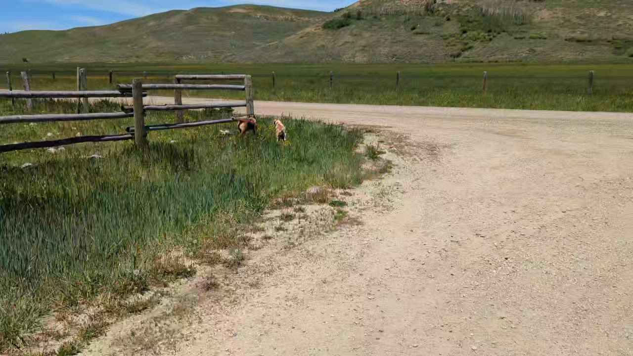 Enlarge ODIE, an adopted Australian Cattle Dog / Blue Heeler in Pinedale, WY video 6/6
