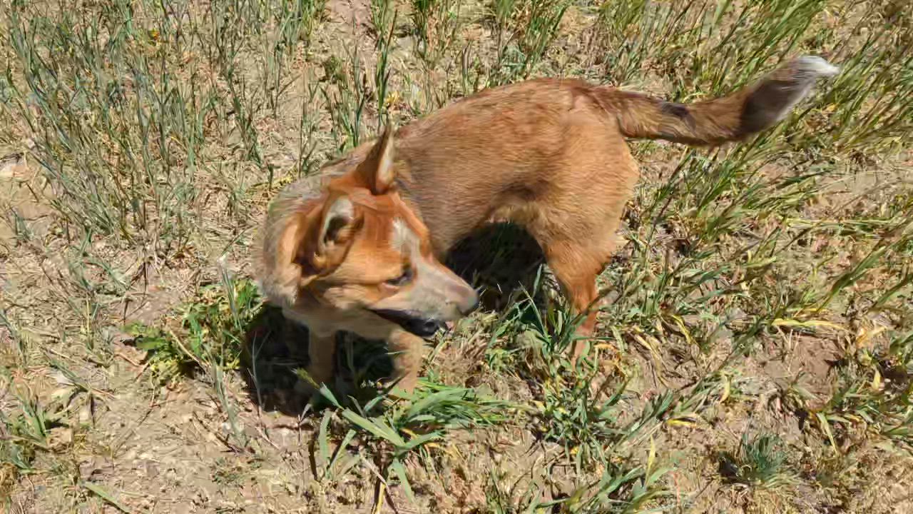 Enlarge ODIE, an adopted Australian Cattle Dog / Blue Heeler in Pinedale, WY video 4/6