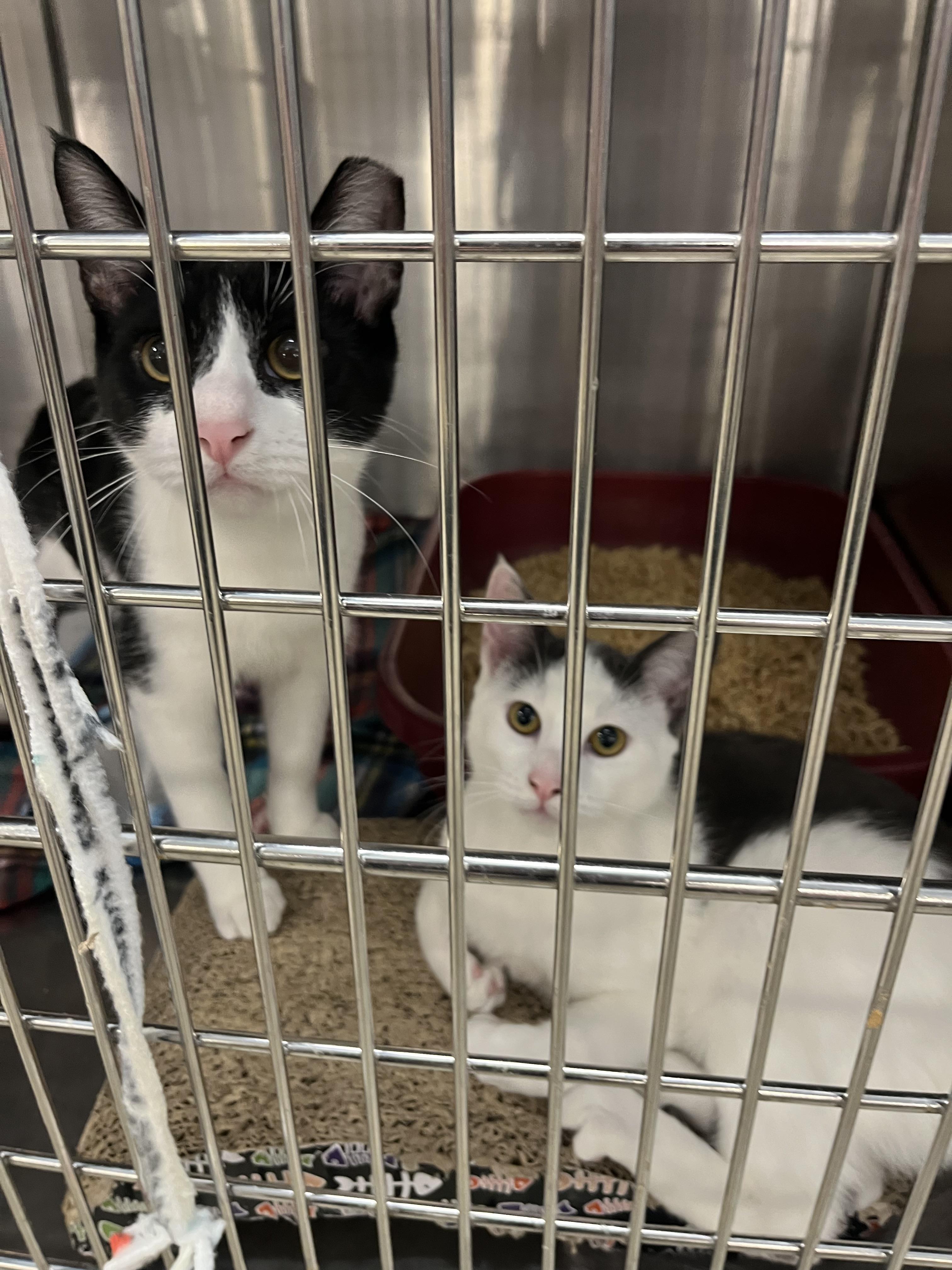 Enlarge Arthur at Petsmart, a ADOPTABLE mixed breed in Federal Way, WA image 6/6