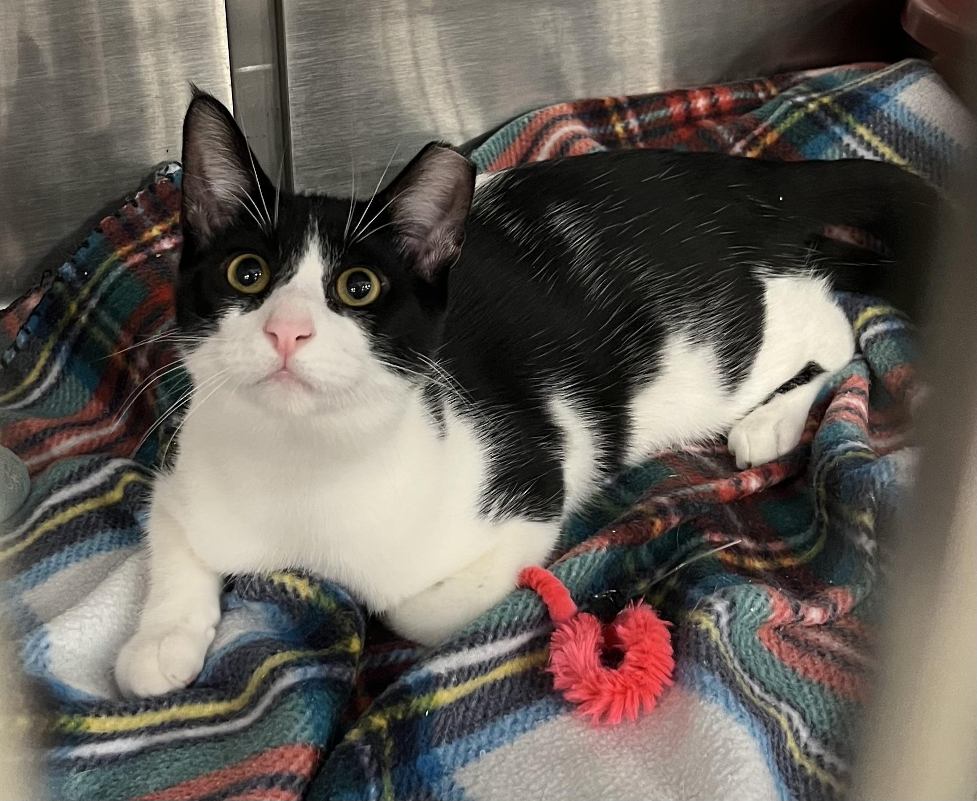Enlarge Arthur at Petsmart, a ADOPTABLE mixed breed in Federal Way, WA image 3/6