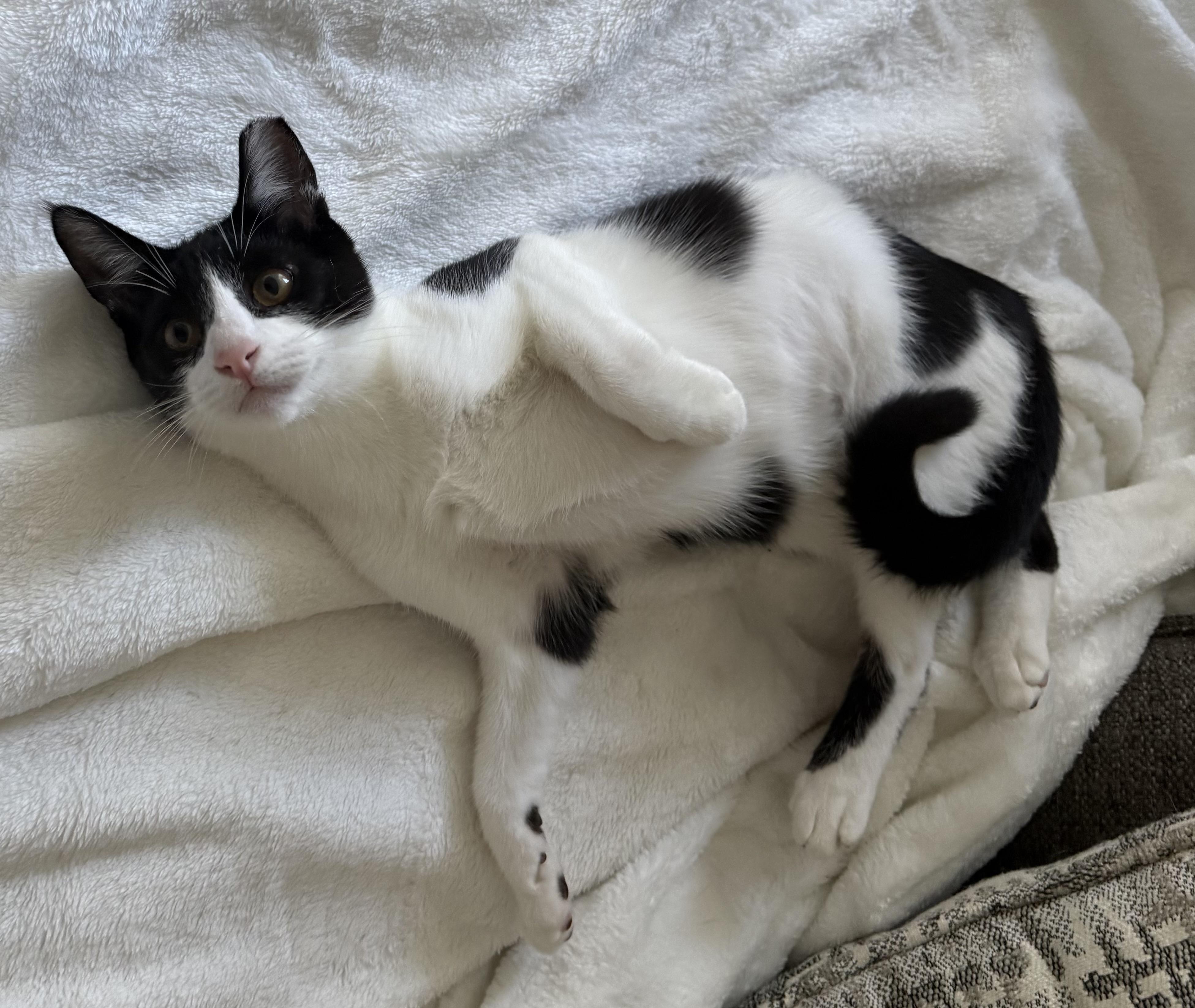 Enlarge Arthur at Petsmart, a ADOPTABLE mixed breed in Federal Way, WA image 4/6