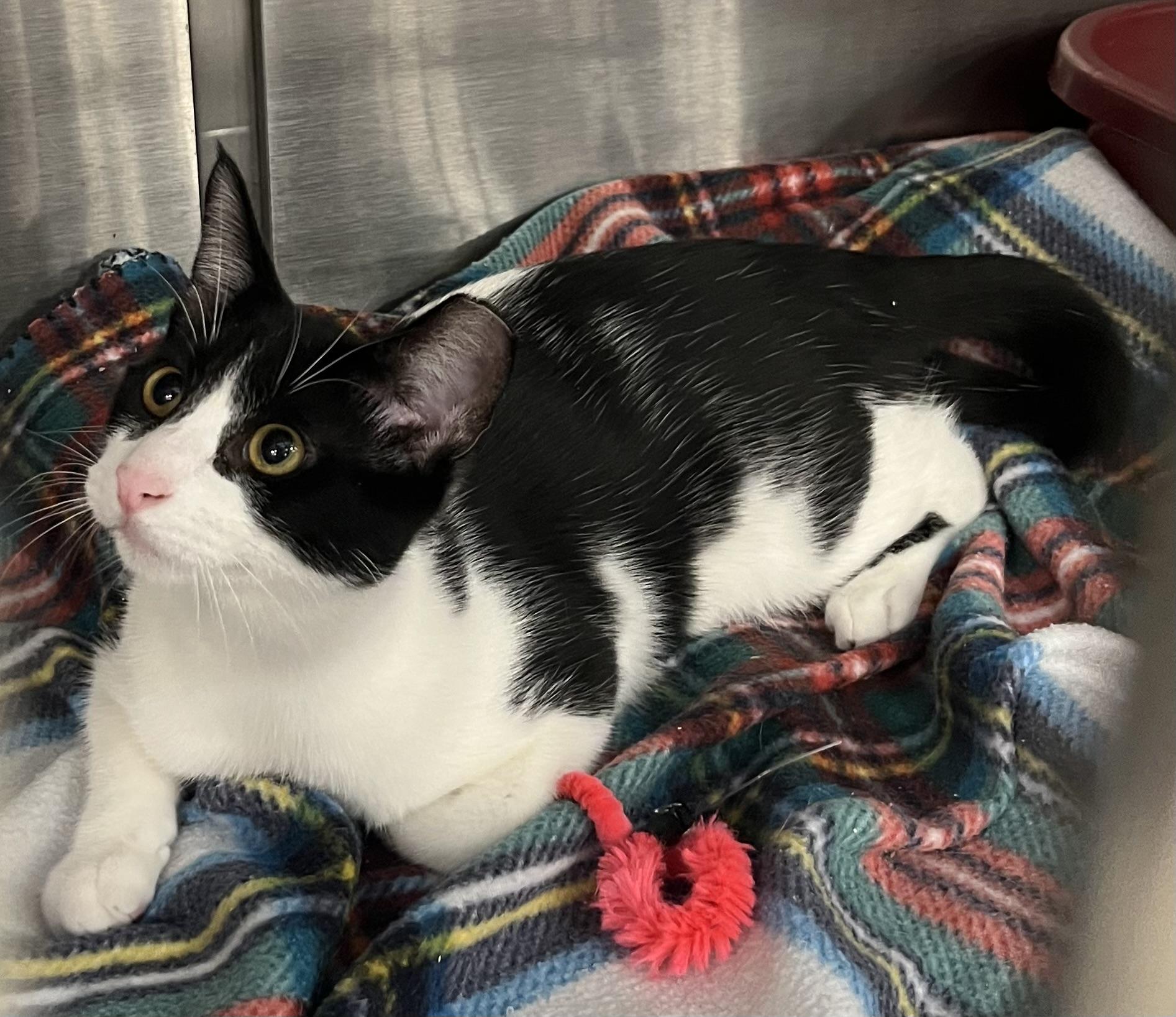 Enlarge Arthur at Petsmart, a ADOPTABLE mixed breed in Federal Way, WA image 2/6