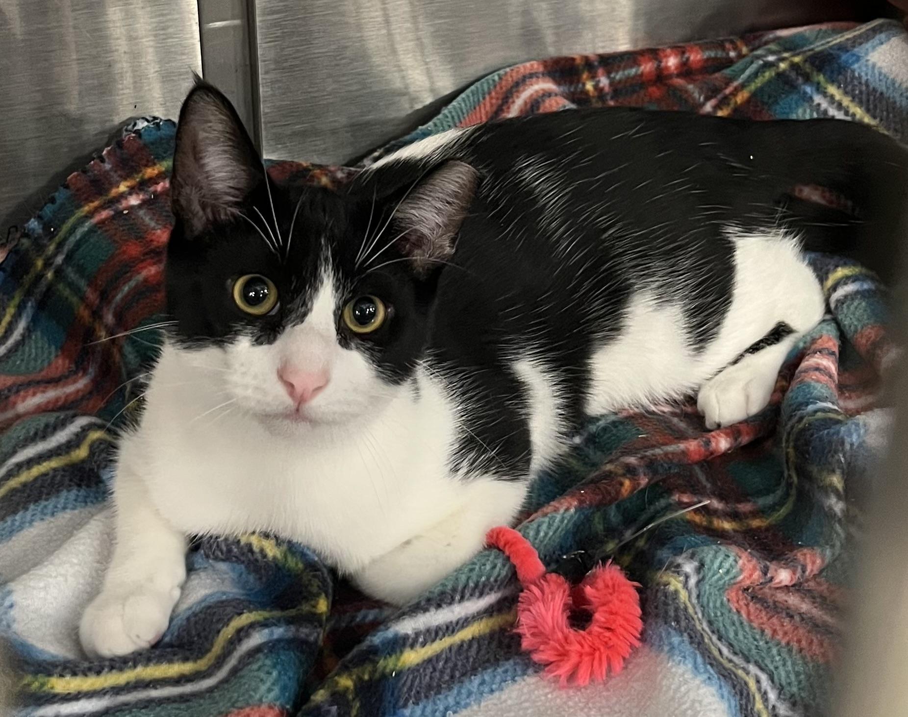 Arthur at Petsmart, ADOPTABLE, Kitten Male Domestic Short Hair & Tuxedo.