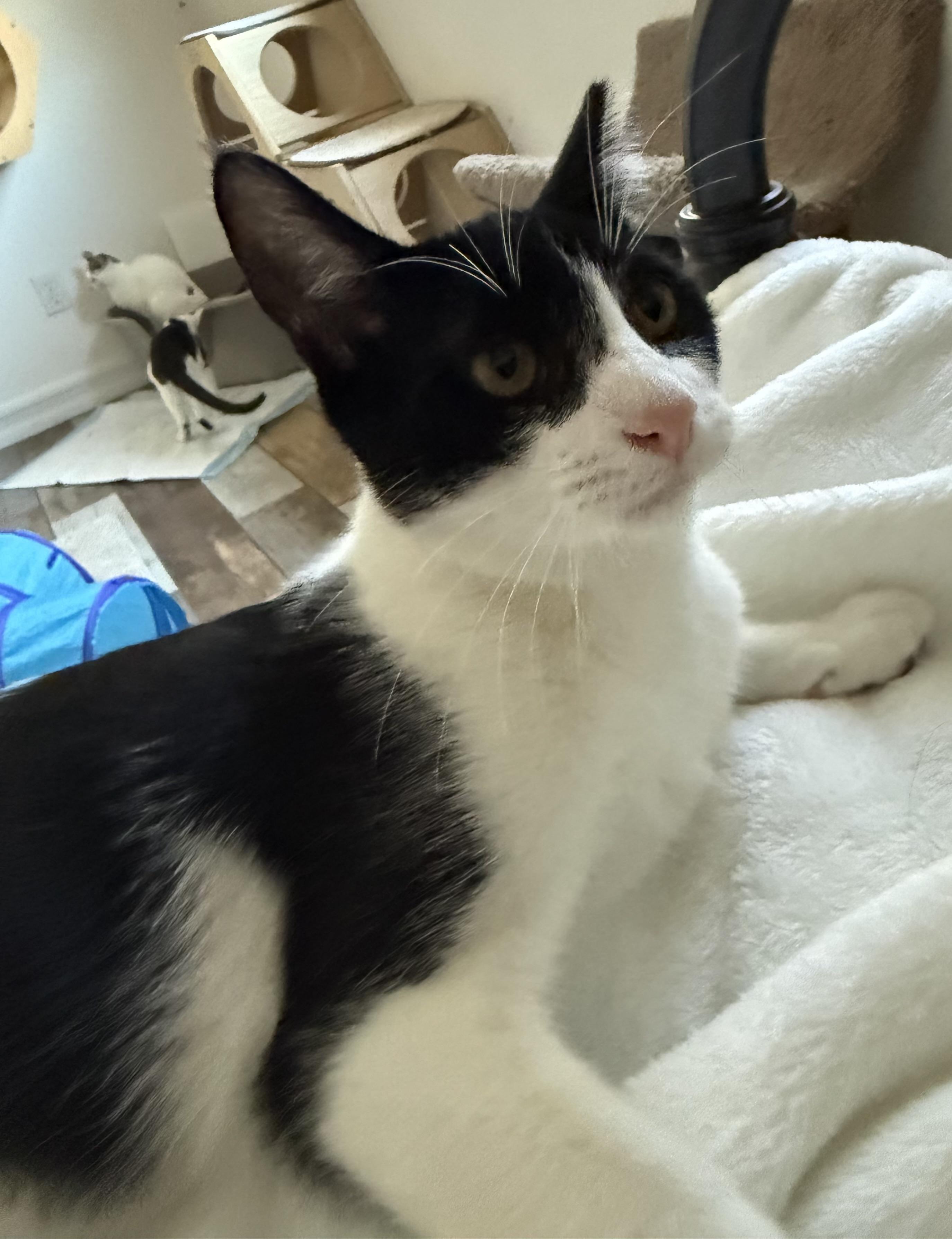 Enlarge Arthur at Petsmart, a ADOPTABLE mixed breed in Federal Way, WA image 5/6