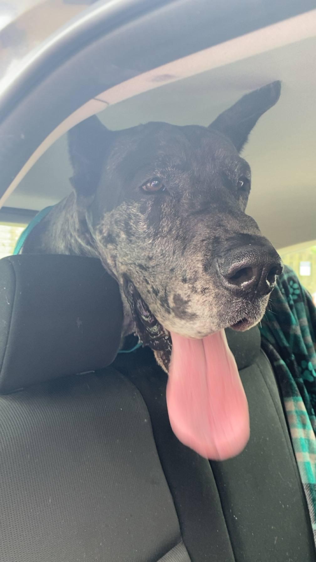 Moose, Senior Male Great Dane