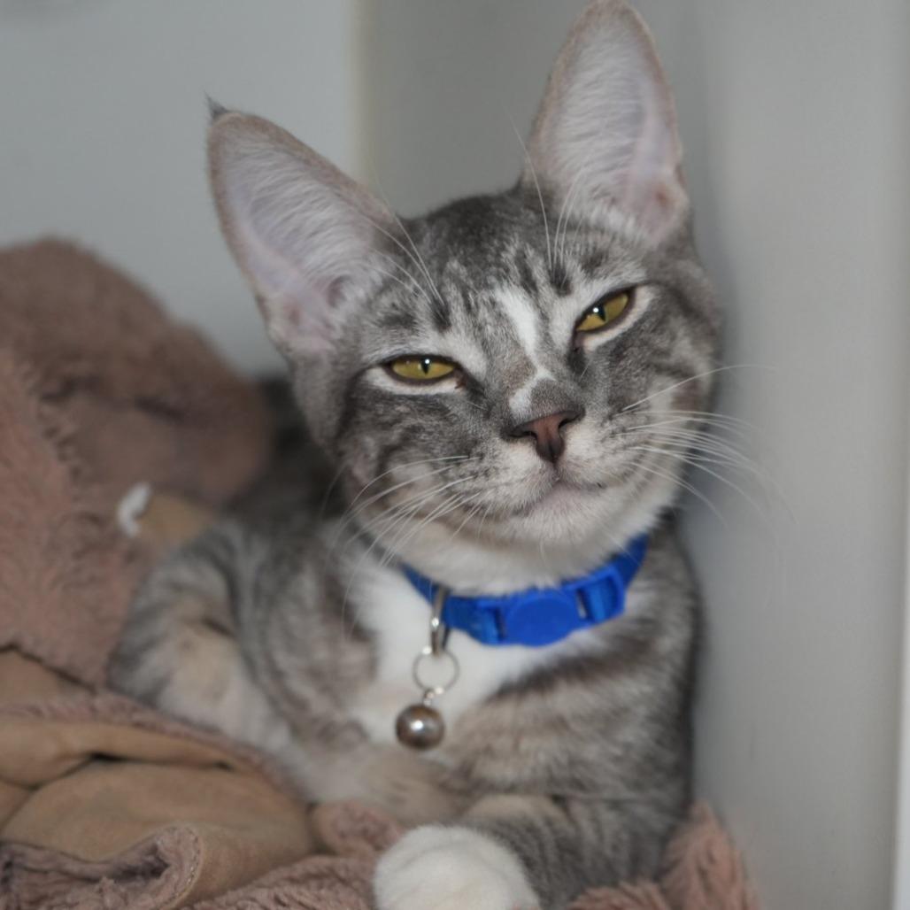 Enlarge Harry Potter, a Adoptable Domestic Short Hair in Coachella, CA image 1/6