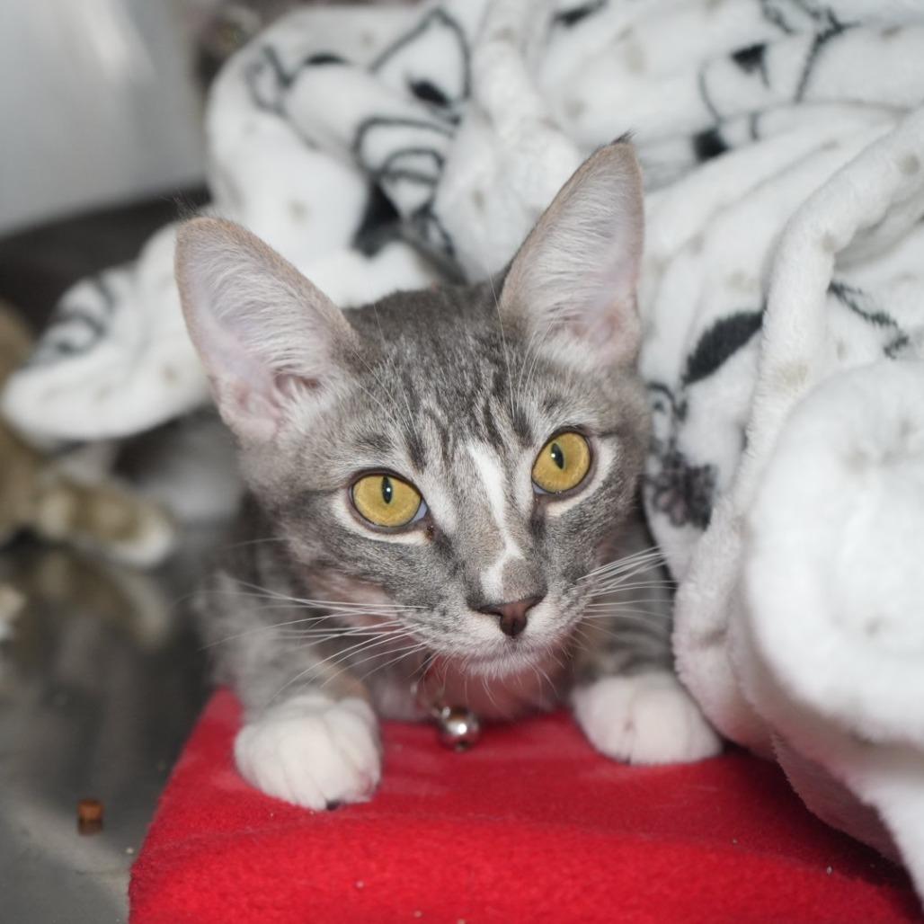 Enlarge Harry Potter, a Adoptable Domestic Short Hair in Coachella, CA image 2/6