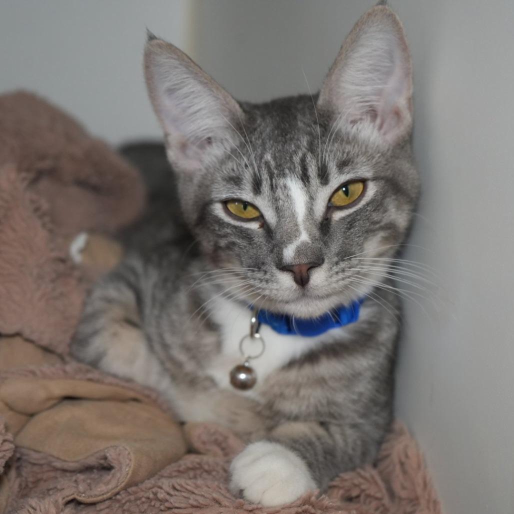 Enlarge Harry Potter, a Adoptable Domestic Short Hair in Coachella, CA image 3/6