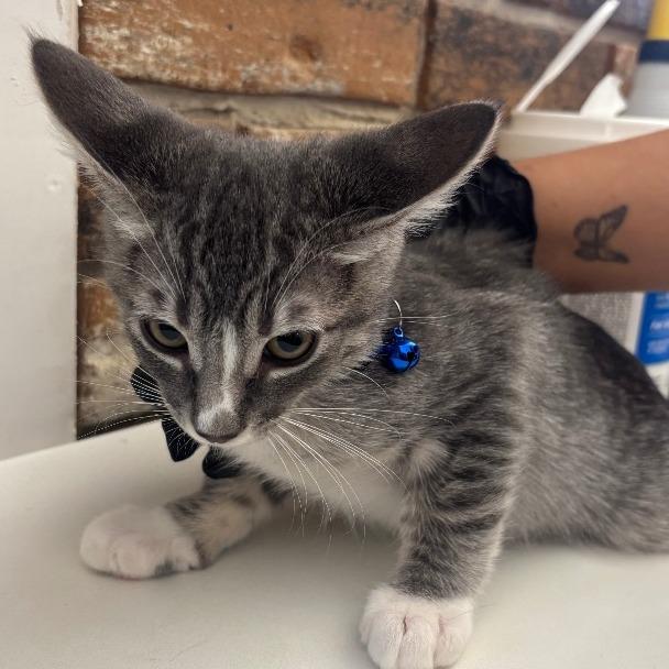Enlarge Harry Potter, a Adoptable Domestic Short Hair in Coachella, CA image 4/6