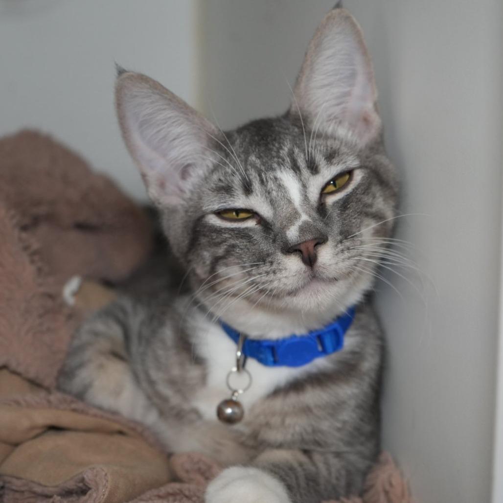 Enlarge Harry Potter, a Adoptable Domestic Short Hair in Coachella, CA image 5/6