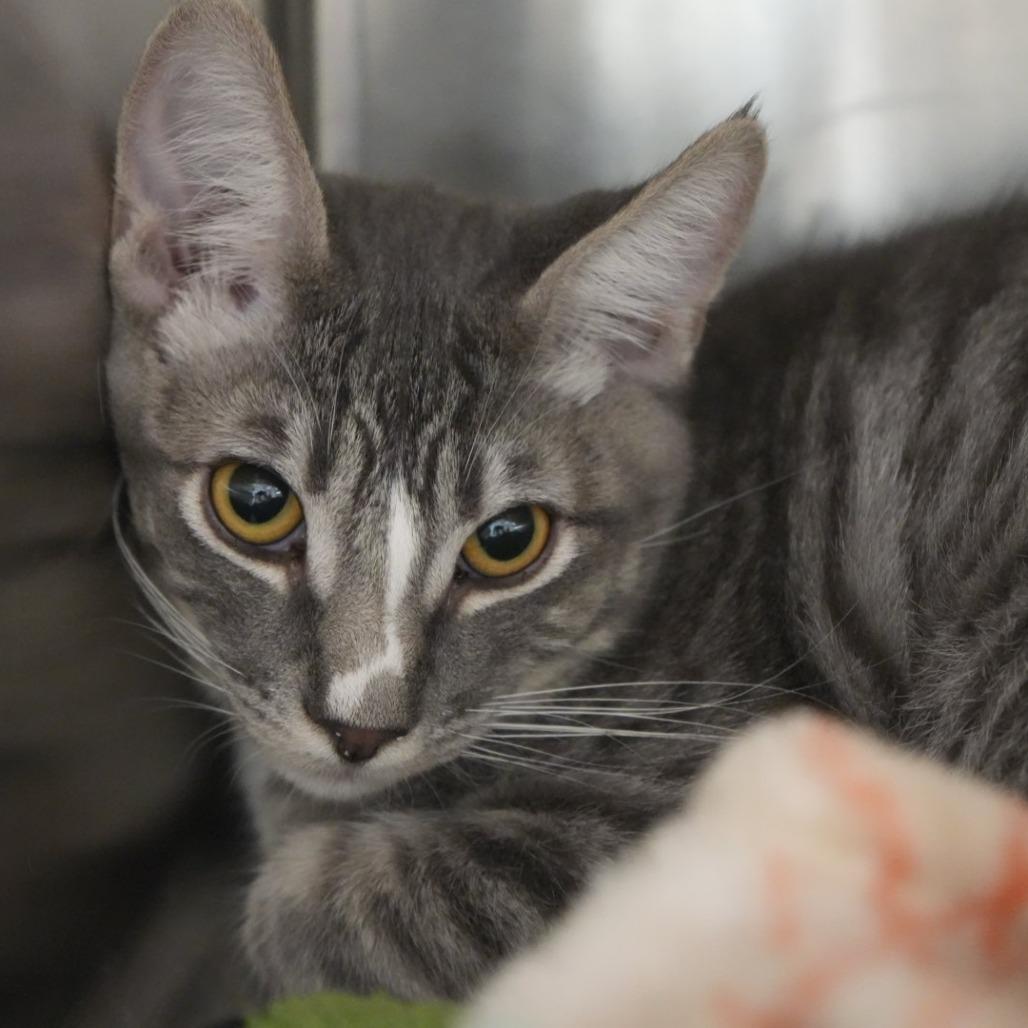 Enlarge Harry Potter, a Adoptable Domestic Short Hair in Coachella, CA image 6/6