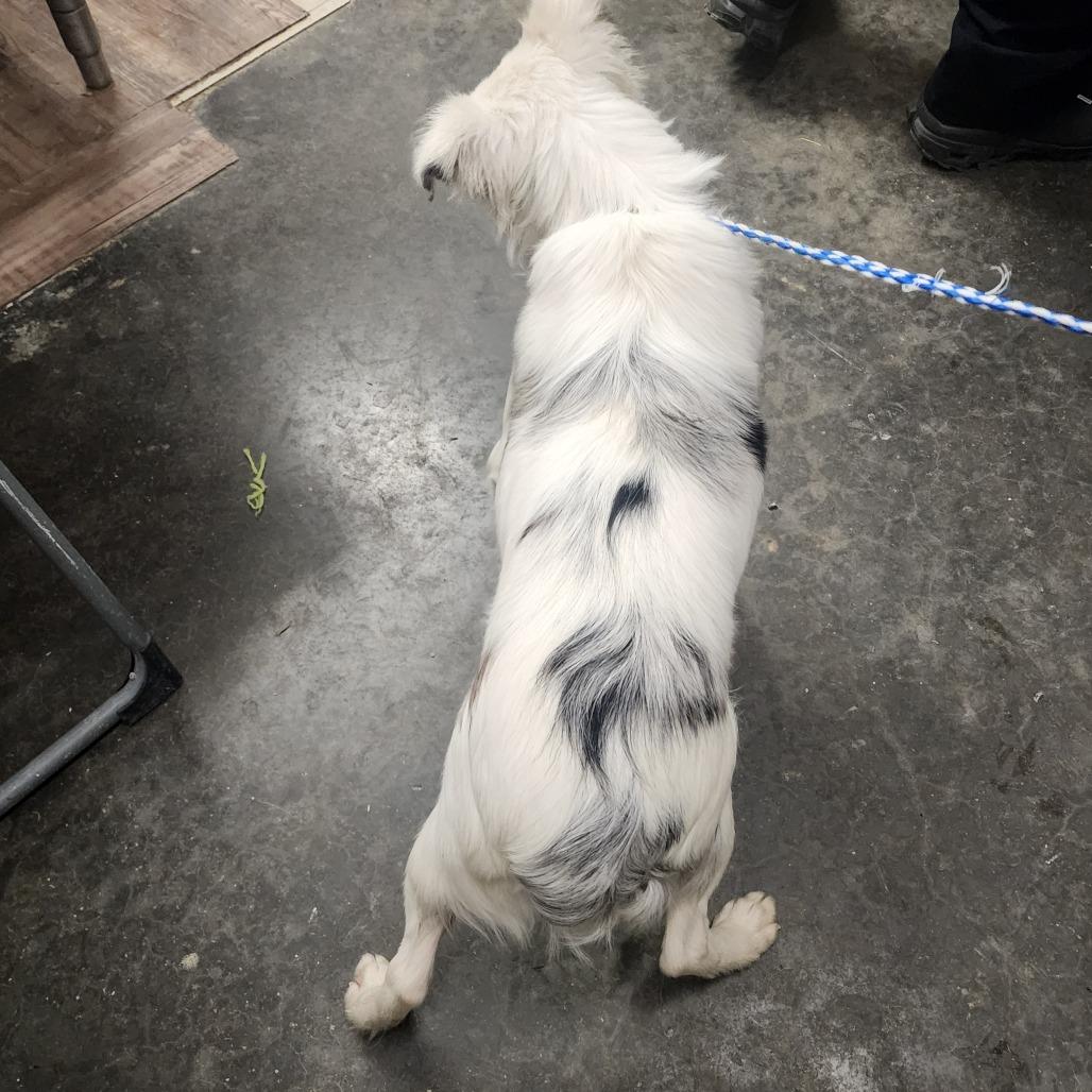 Opie, a Adoptable Australian Shepherd in Evensville, TN image 1/2