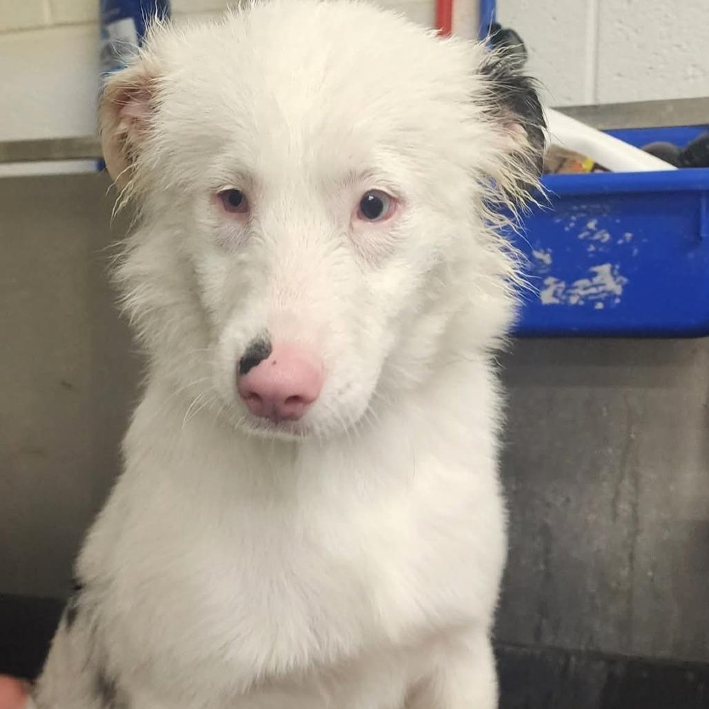 Opie, a Adoptable Australian Shepherd in Evensville, TN image 2/2