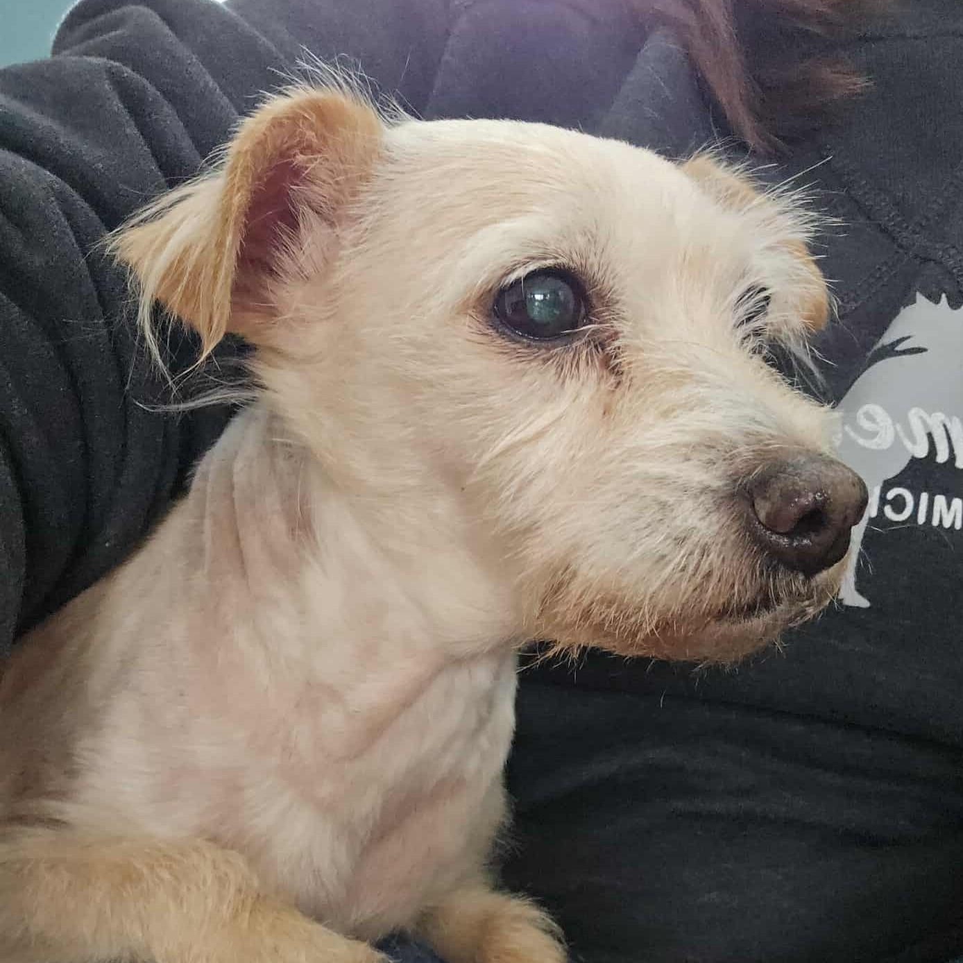 Bella, a ADOPTABLE mixed breed in Rochester, NY image 2/3