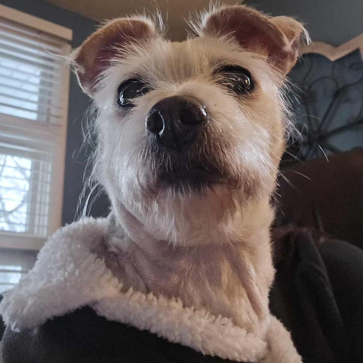 Bella, ADOPTABLE, Senior Female Chihuahua & Poodle.