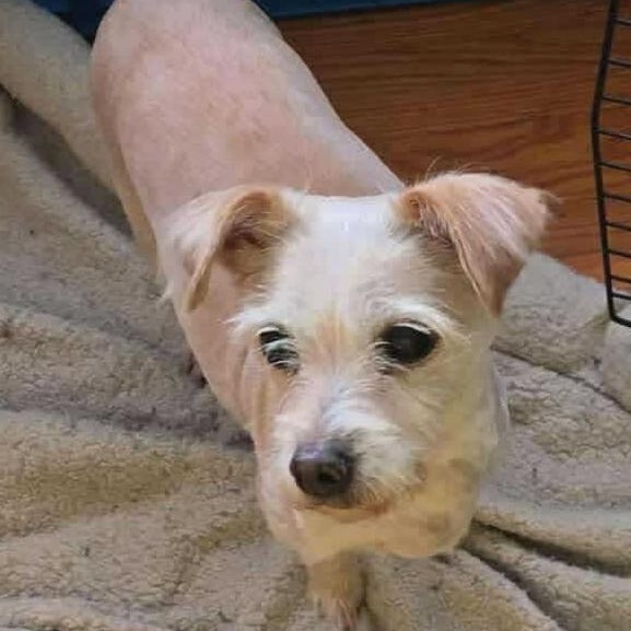 Bella, a ADOPTABLE mixed breed in Rochester, NY image 3/3