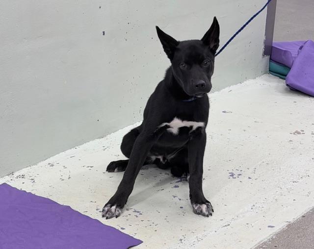 CHICO, Adoptable, Puppy Male Husky & Mixed Breed.