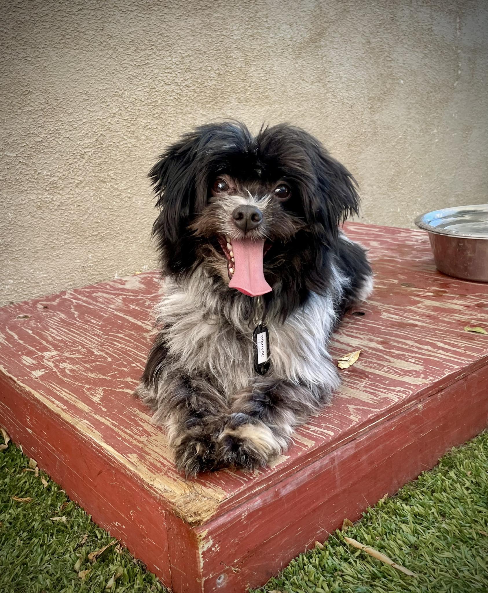 Enlarge Oatmeal, an adopted mixed breed in Phoenix, AZ image 1/3