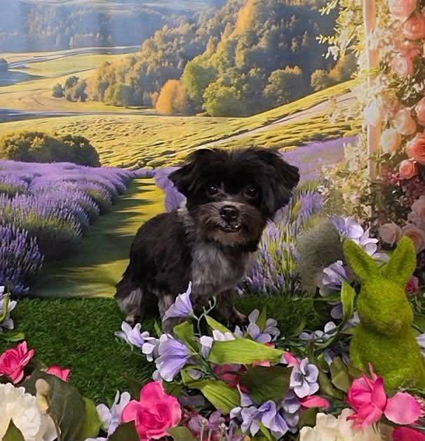 Enlarge Oatmeal, an adopted mixed breed in Phoenix, AZ image 2/3