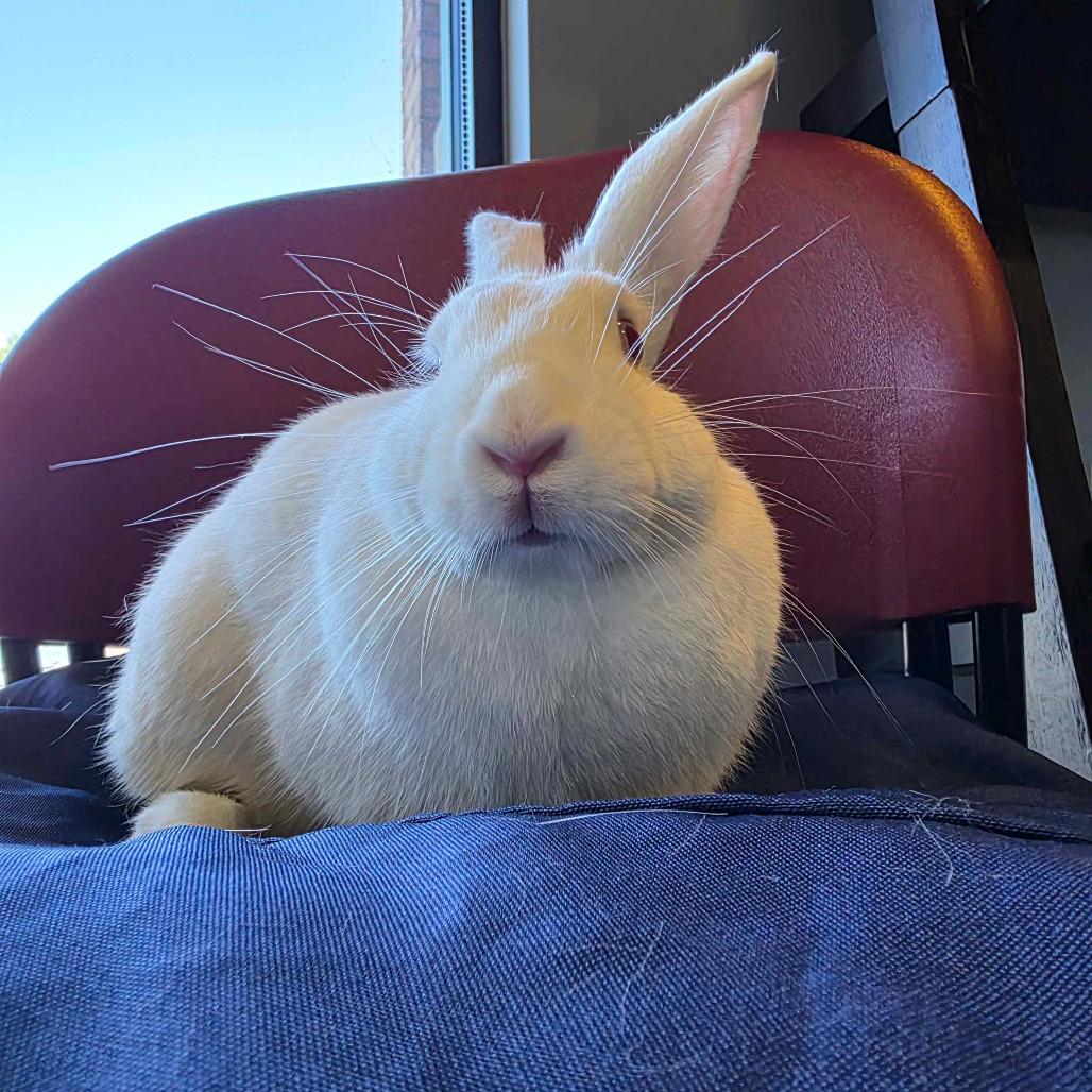 Noel, Adoptable, Young Female American & Rex.