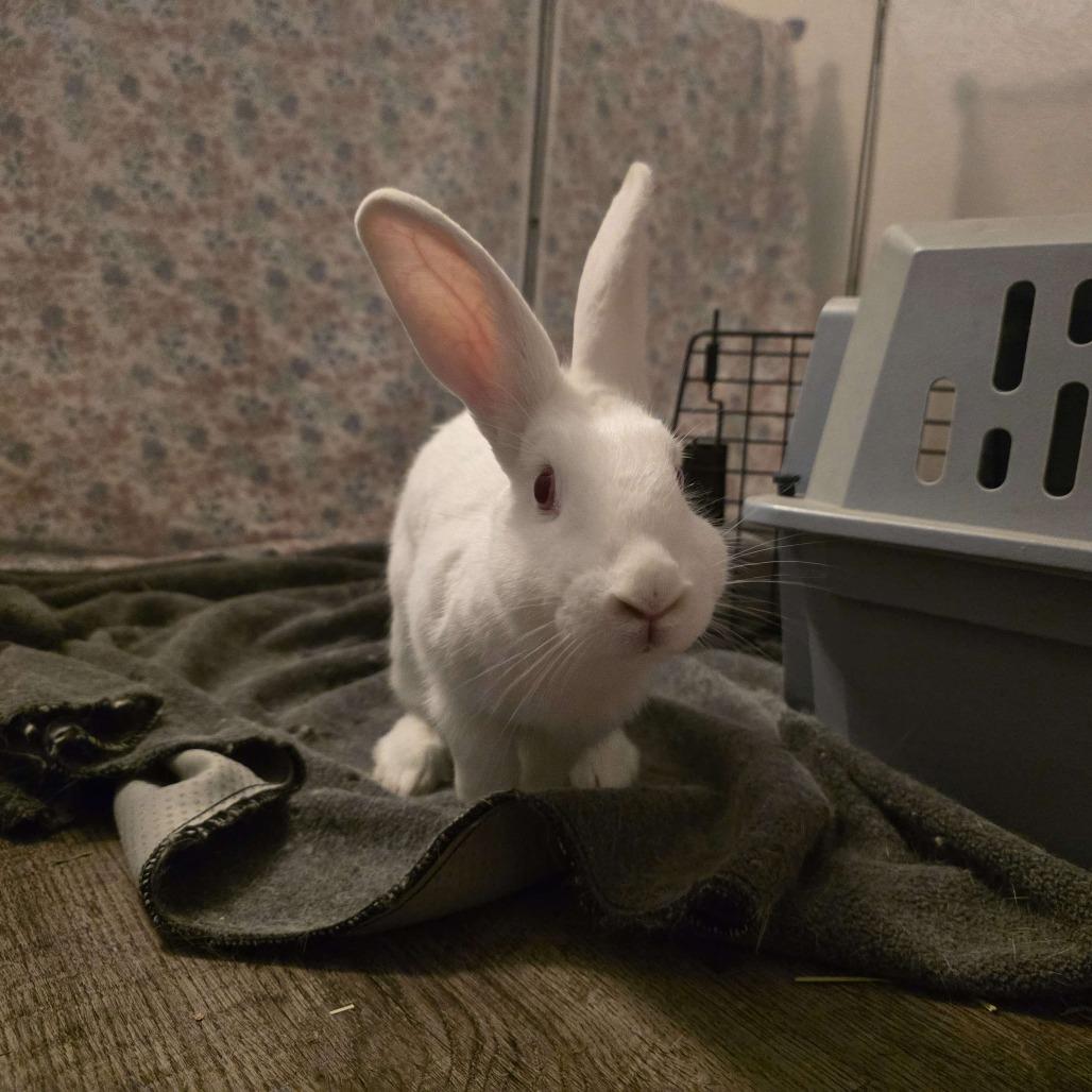 Enlarge Noel, a Adoptable mixed breed in The Woodlands, TX image 2/6